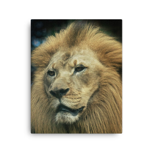 Canvas - Lion 4