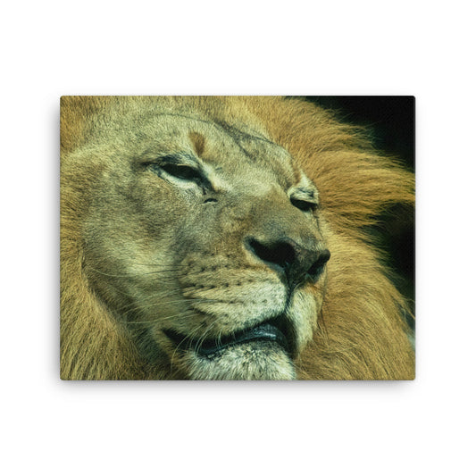 Canvas - Lion 5