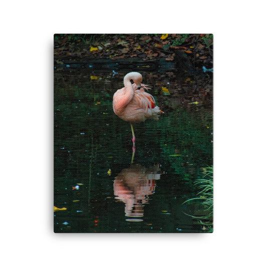 Canvas - Flamingo