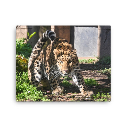 Canvas - Crouching Leopard 1