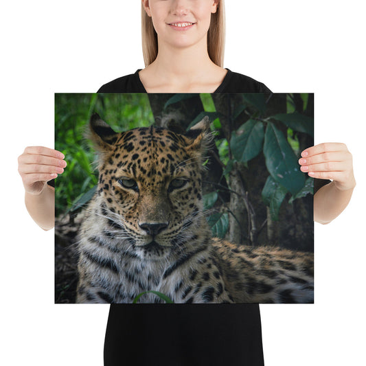 Poster - Fierce Leopard Eyes