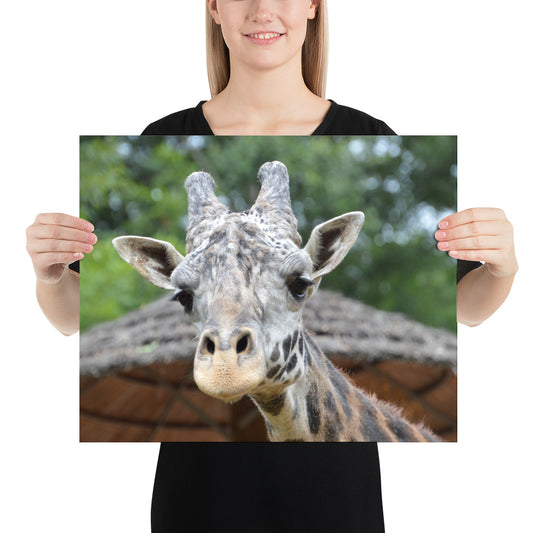 Poster - Giraffe 1