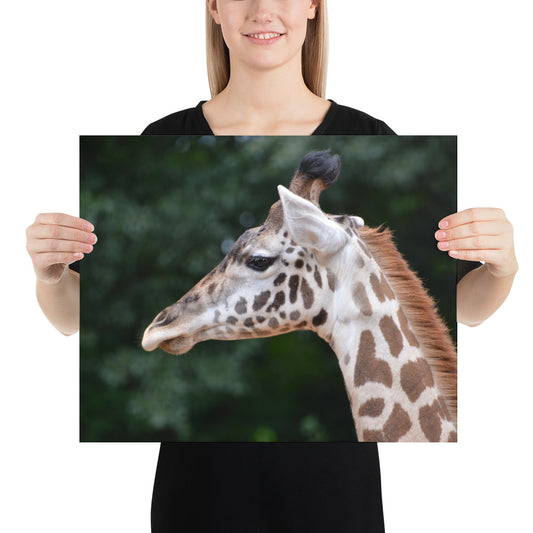 Poster - Giraffe 2