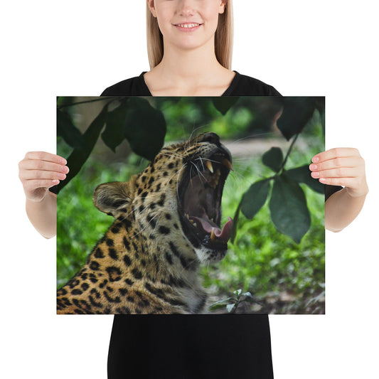 Poster - Yawning Leopard