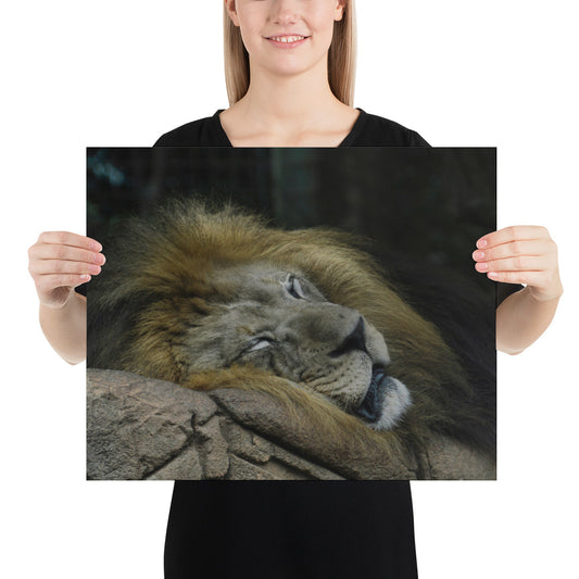 Poster - Sleepy Lion