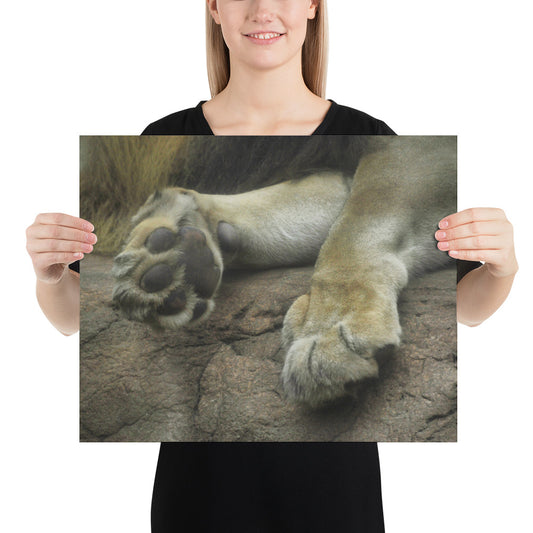 Poster - Lion Paws 2