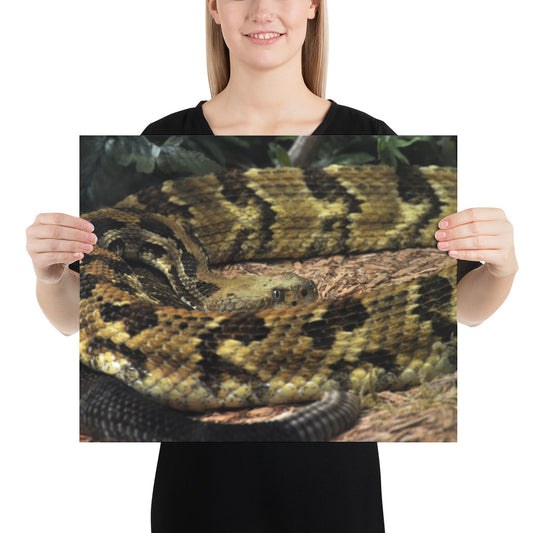 Poster - Rattlesnake