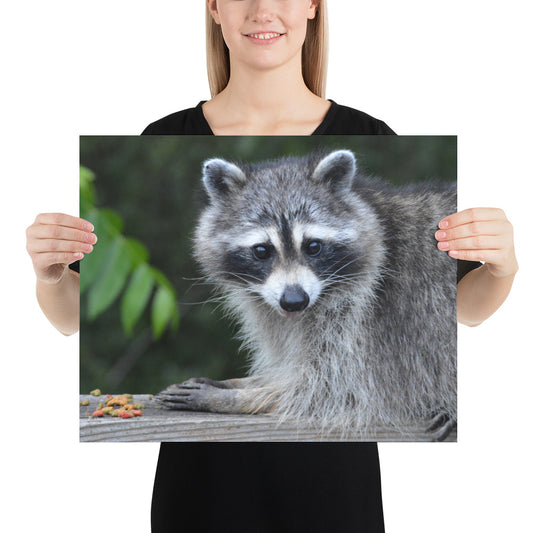 Poster - Cute Raccoon