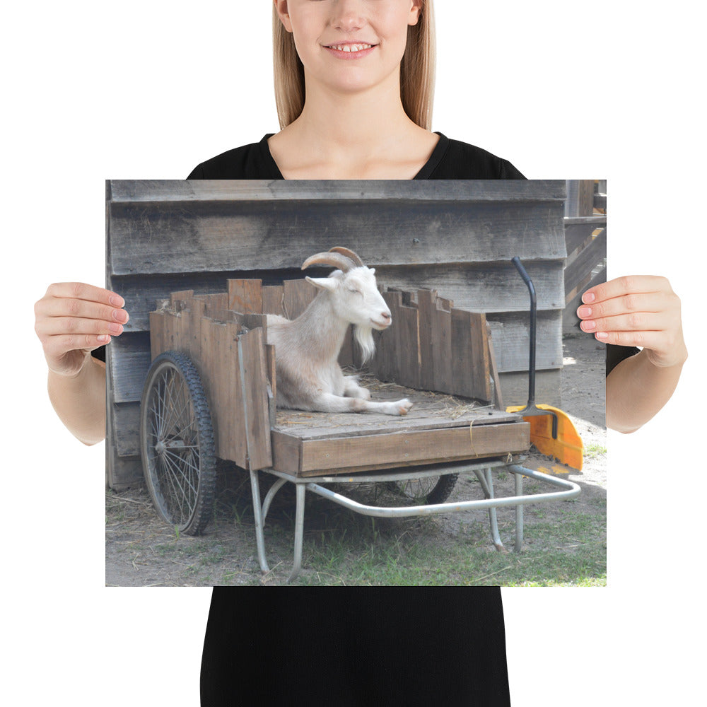 Poster - Goat Cart