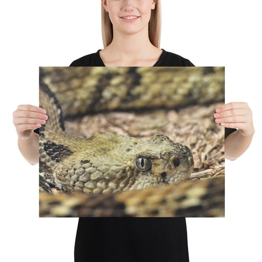 Poster - Rattlesnake Close Up