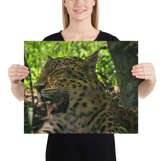 Poster - Laughing Leopard