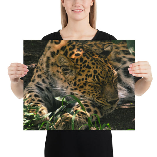 Poster - Sleepy Leopard