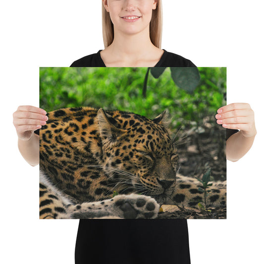 Poster - Sleepy Leopard 2