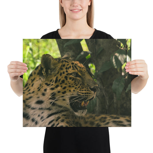 Poster - Leopard