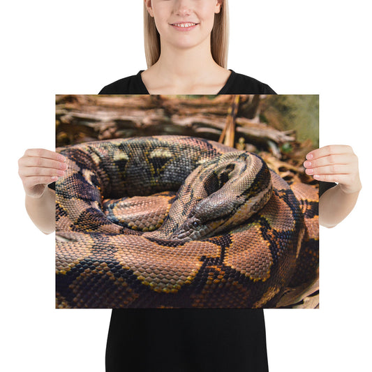 Poster - Python