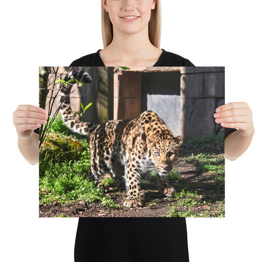 Poster - Crouching Leopard