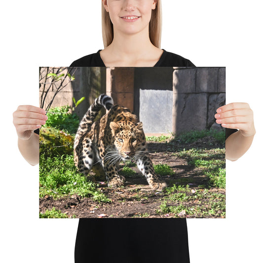 Poster - Crouching Leopard 2