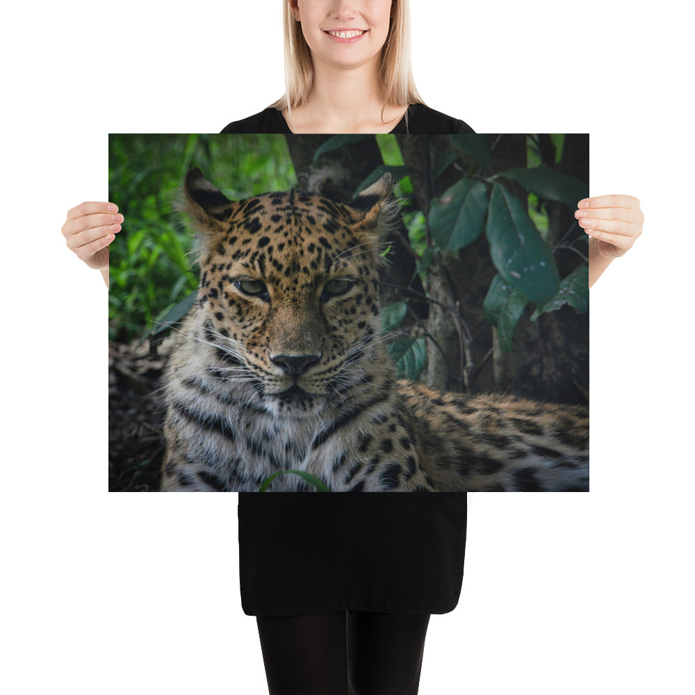 Poster - Fierce Leopard Eyes