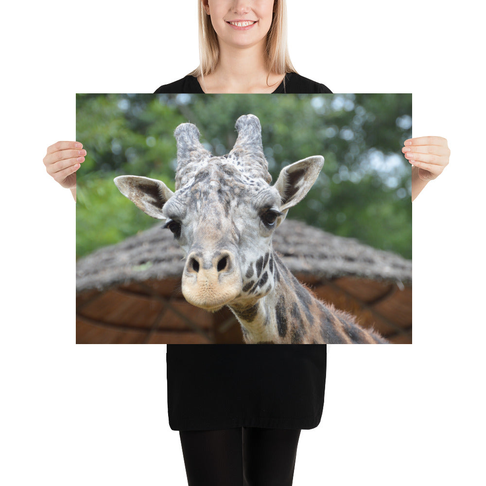 Poster - Giraffe 1