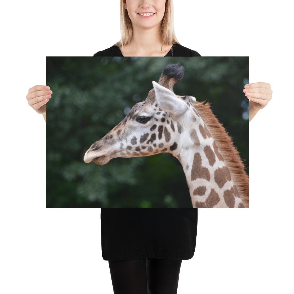 Poster - Giraffe 2