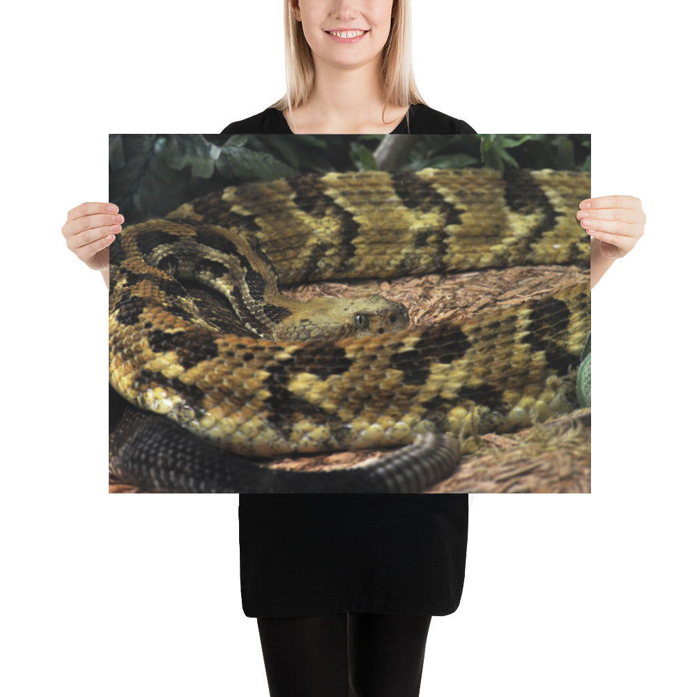 Poster - Rattlesnake