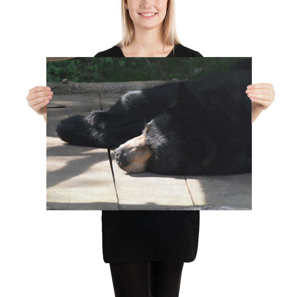 Poster - Sleepy Bear