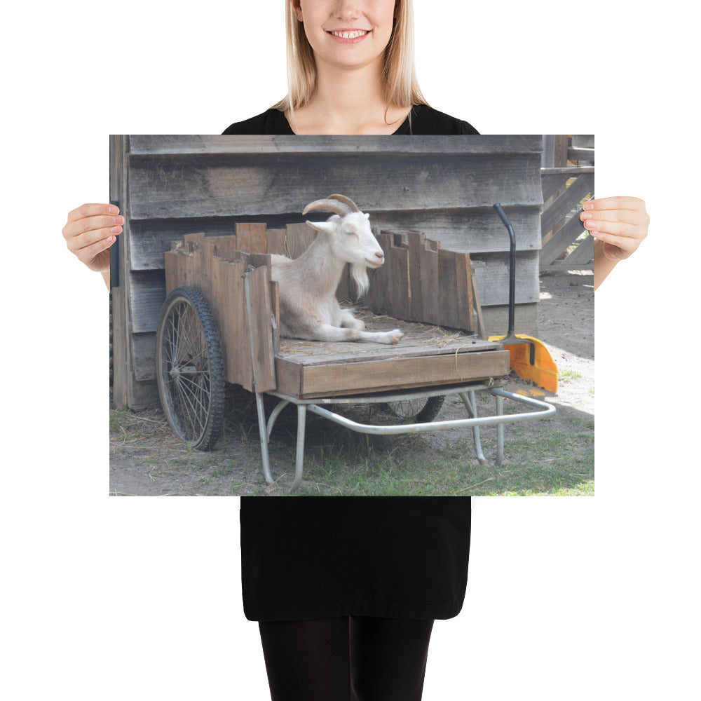 Poster - Goat Cart