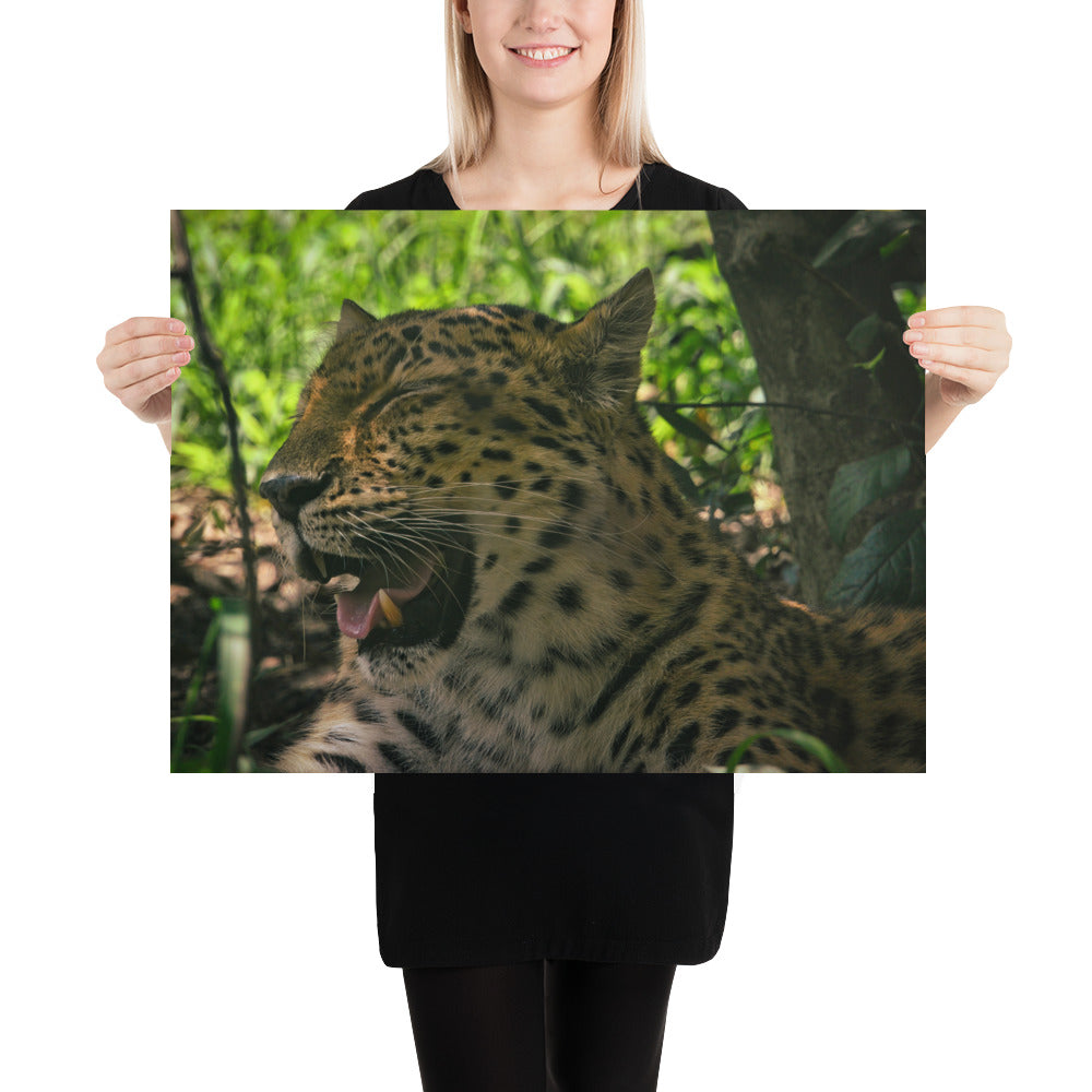 Poster - Laughing Leopard