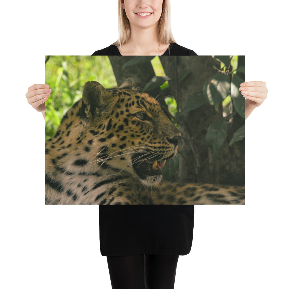 Poster - Leopard
