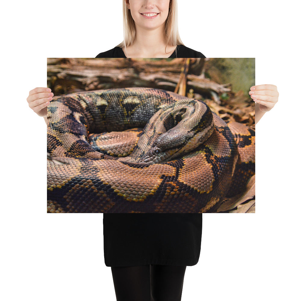 Poster - Python
