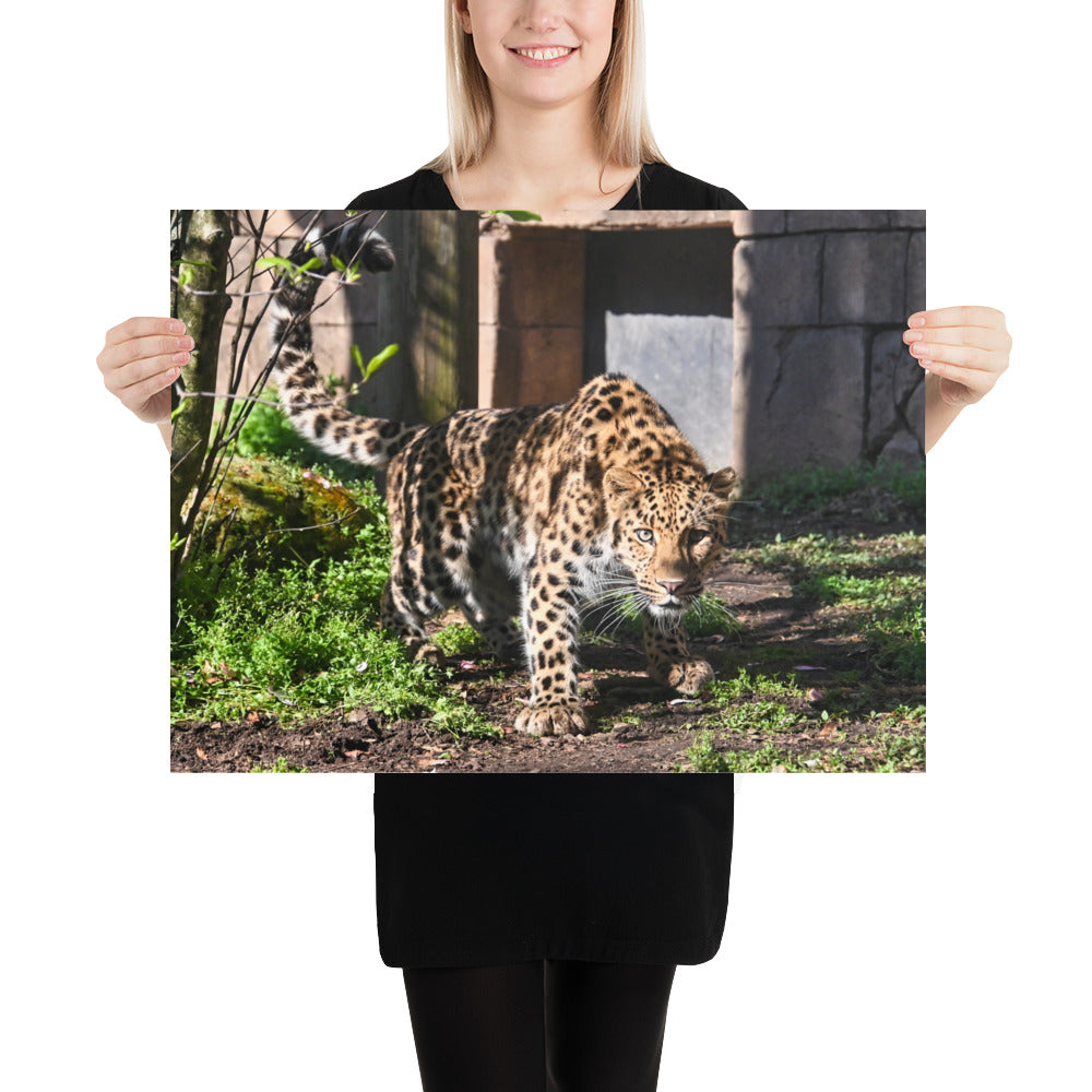 Poster - Crouching Leopard