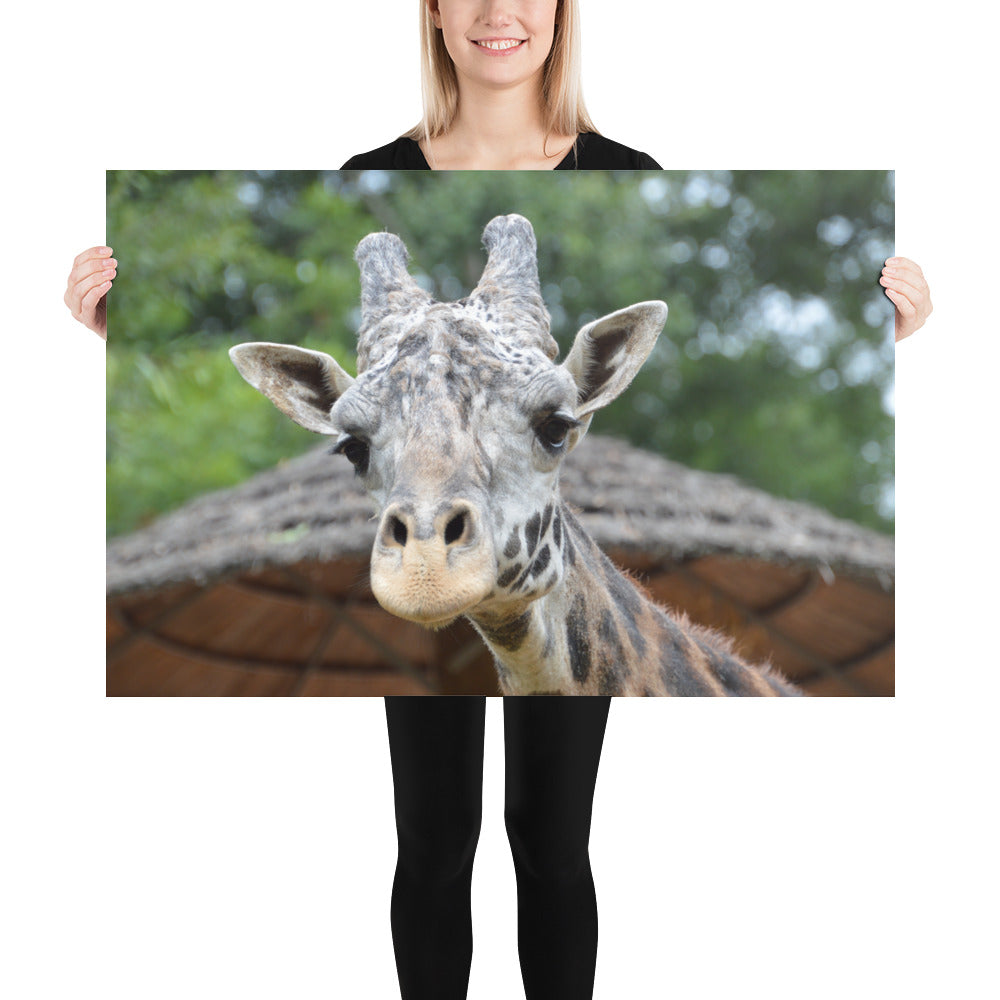 Poster - Giraffe 1