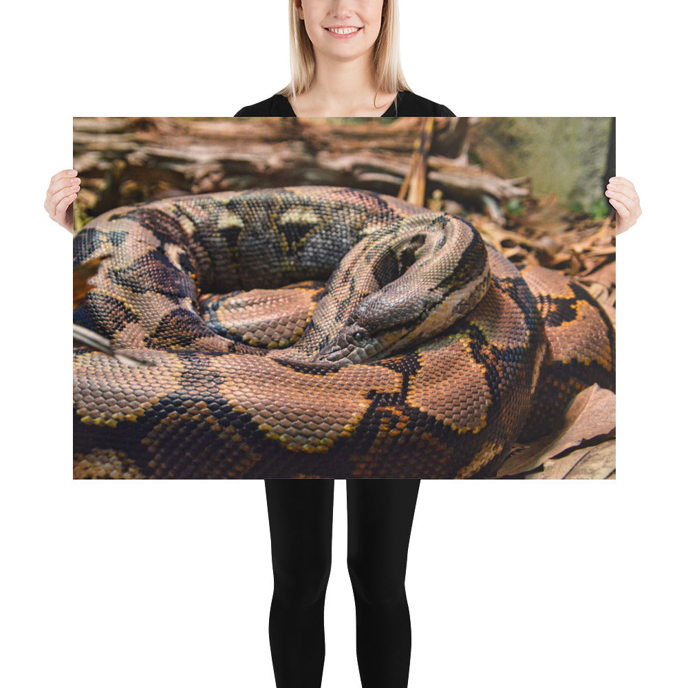 Poster - Python