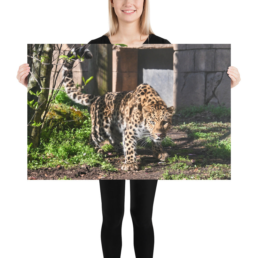 Poster - Crouching Leopard
